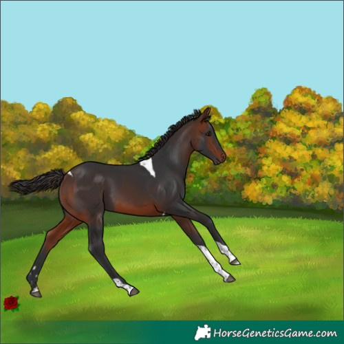 Horse Color:Bay Tobiano 