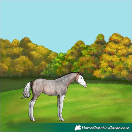Horse Color:Bay Roan Splash Rabicano