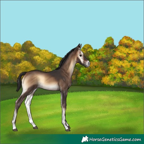 Horse Color:Brown Onyx