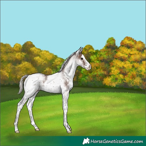 Horse Color:White Spotted Silver Black 