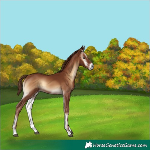 Horse Color:Red Onyx