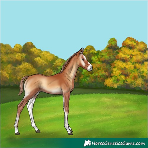 Horse Color:Red Onyx