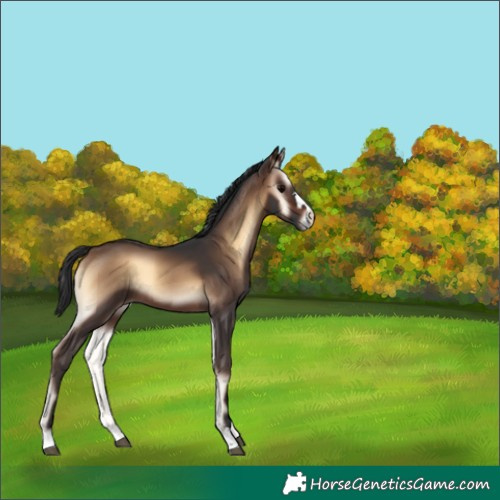 Horse Color:Brown Onyx