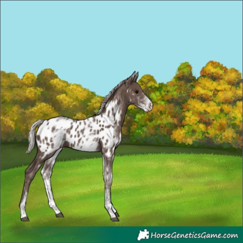 Horse Color:White Spotted Silver Black Near Leopard