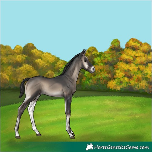 Horse Color:Blue Onyx 