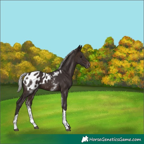 Horse Color:White Spotted Silver Brown Tobiano Blanket