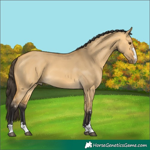 Horse Color:Buckskin Dun
