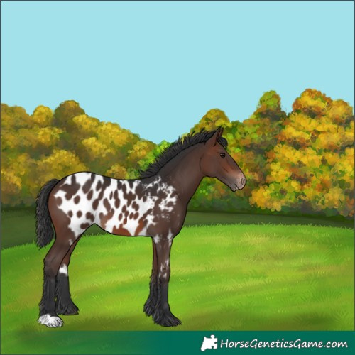 Horse Color:Brown Skewed LP Spotted 