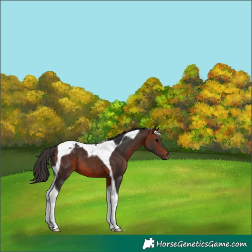 Horse Color:Bay Tobiano