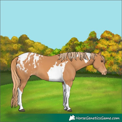 Horse Color:Chestnut Tobiano Blanket 