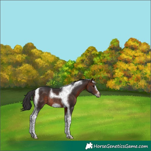 Horse Color:Brown Tobiano Frame Rabicano 