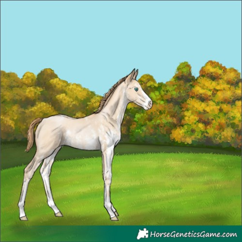 Horse Color:Smoky Black Pearl Sabino Rabicano