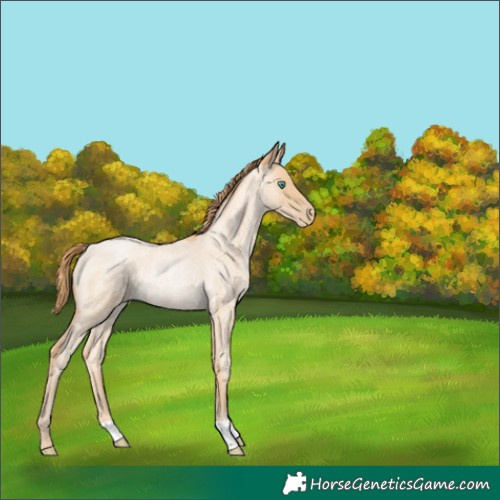 Horse Color:Smoky Blue Roan Pearl Rabicano 