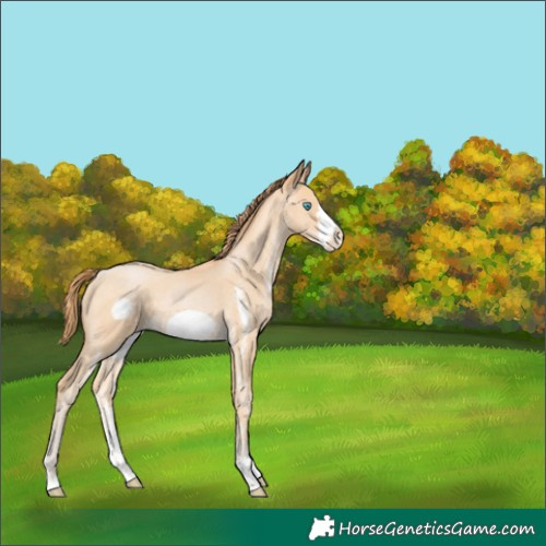 Horse Color:Buckskin Pearl Sabino Frame