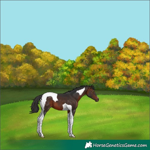 Horse Color:Brown Tobiano