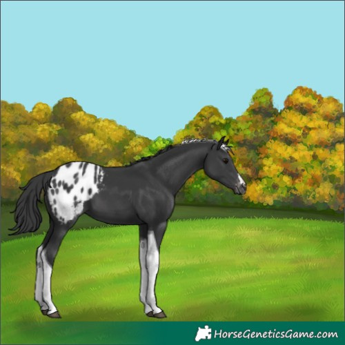 Horse Color:Black Tobiano Blanket