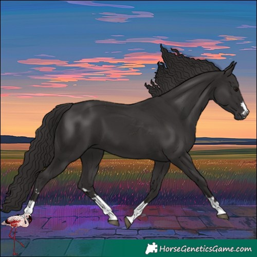 Horse Color:Smoky Black 