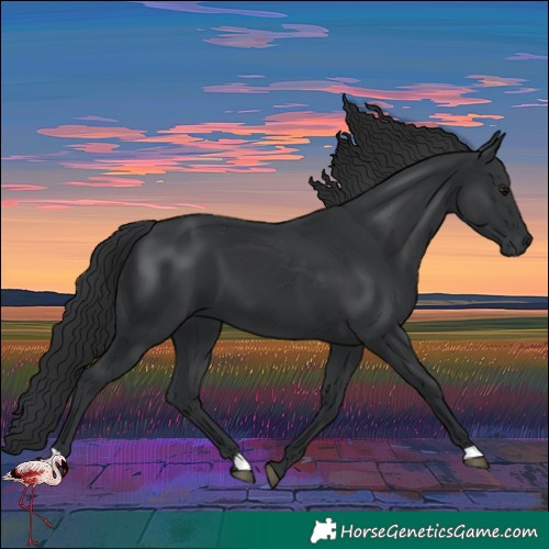 Horse Color:Black 
