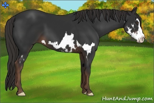 Horse Color:Liver Chestnut Splash Frame 