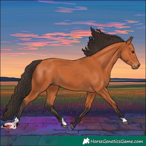 Horse Color:Bay 