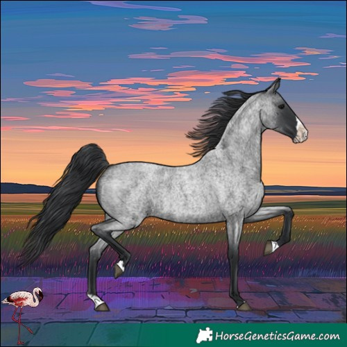 Horse Color:Blue Roan Splash 