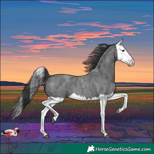 Horse Color:Blue Roan Splash