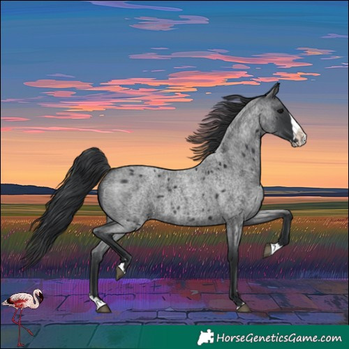 Horse Color:Blue Roan Splash