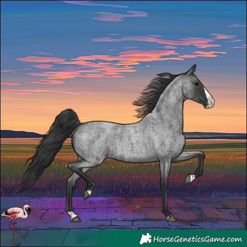Horse Color:Blue Roan Splash 