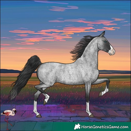Horse Color:Blue Roan Splash 