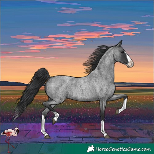 Horse Color:Blue Roan Splash