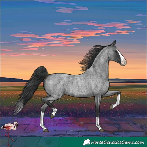 Horse Color:Blue Roan Splash 