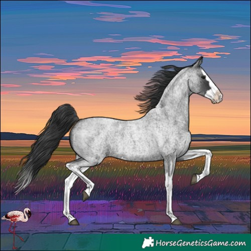 Horse Color:Blue Roan Splash 