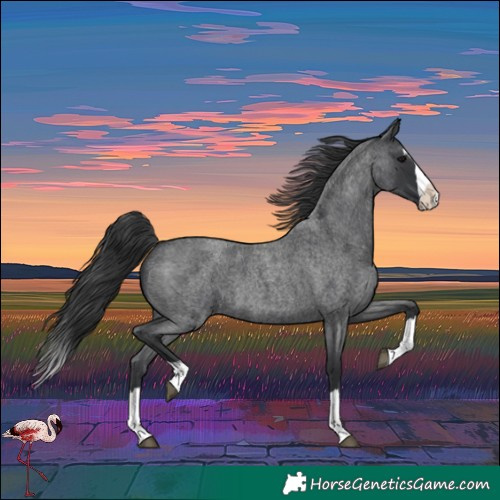 Horse Color:Blue Roan Splash