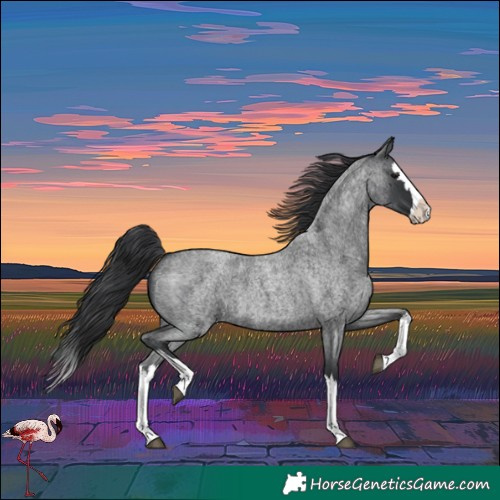 Horse Color:Blue Roan Splash