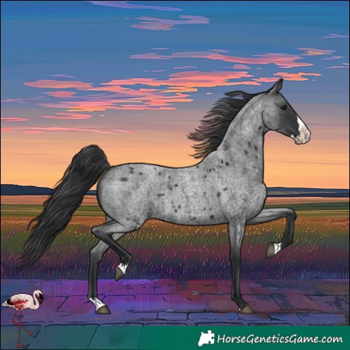 Horse Color:Blue Roan Splash 