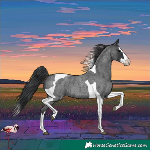 Horse Color:Blue Roan Splash Tobiano 