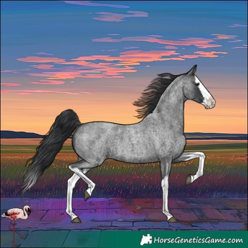 Horse Color:Blue Roan Splash 