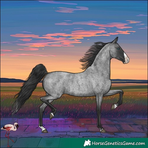 Horse Color:Blue Roan Splash
