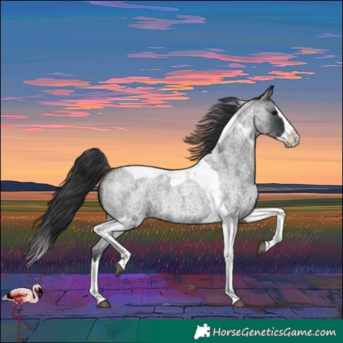Horse Color:Blue Roan Splash Tobiano 