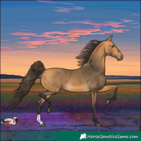Horse Color:Buckskin 