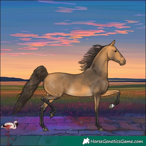 Horse Color:Buckskin 