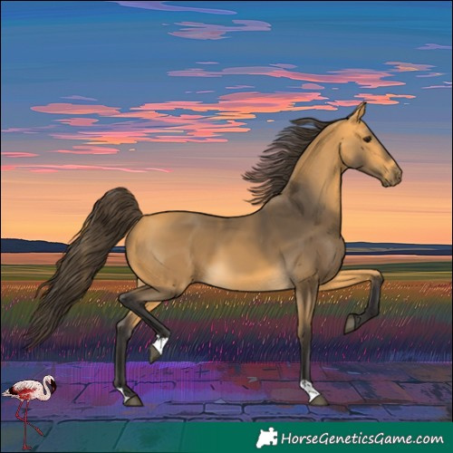 Horse Color:Buckskin 
