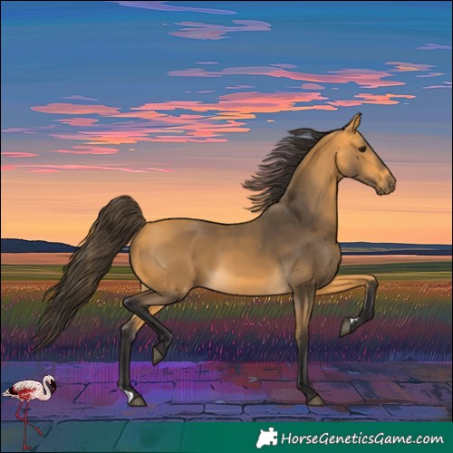 Horse Color:Buckskin 