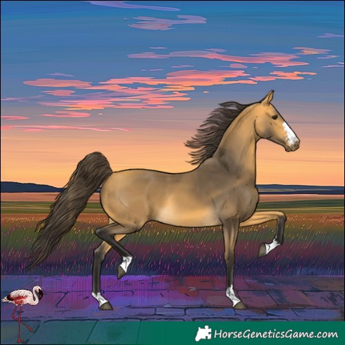 Horse Color:Buckskin 