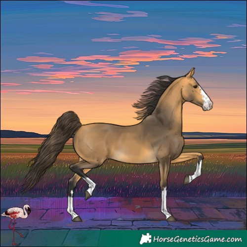 Horse Color:Buckskin 