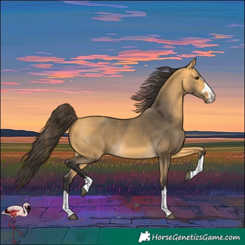 Horse Color:Buckskin 