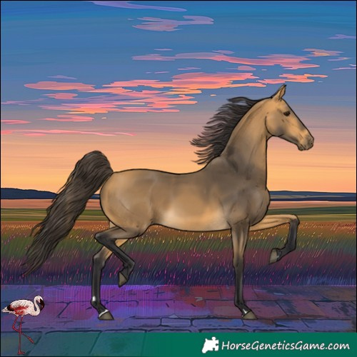 Horse Color:Buckskin