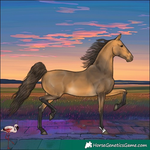 Horse Color:Buckskin 