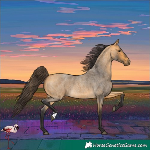 Horse Color:Buckskin Roan