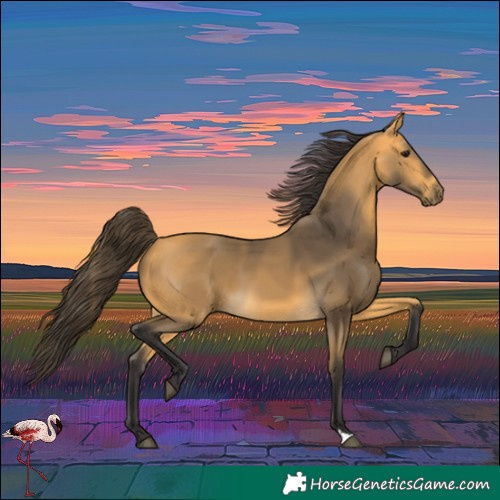 Horse Color:Buckskin